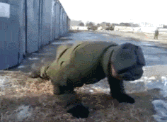 4.gif